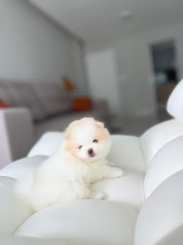 Venda ? FILHOTES DE LULU DA POMERÂNIA DISPONÍVEIS Macho e Fêmea