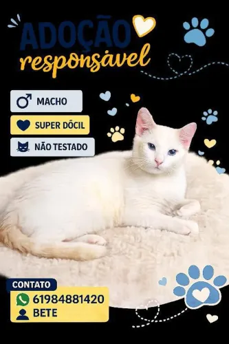 Gato adocao
