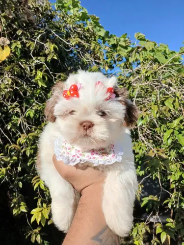 Vendo filhote de shihtzu fêmea branca e fígado 