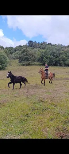 Potro Crioulo 1,5 anos