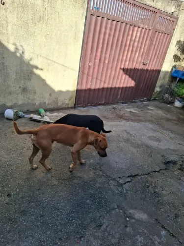 Doação de cão 