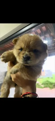 Chow chow filhote 