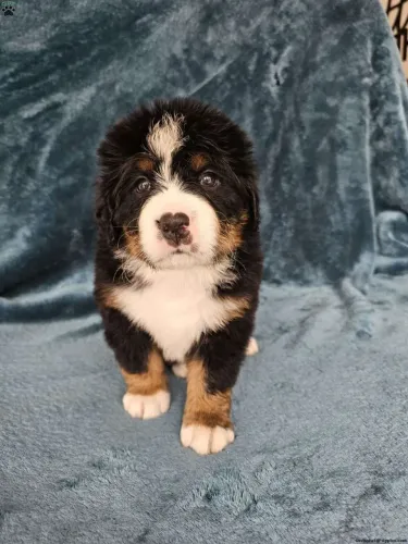 Bernese Mountain | Vacinado e disponível