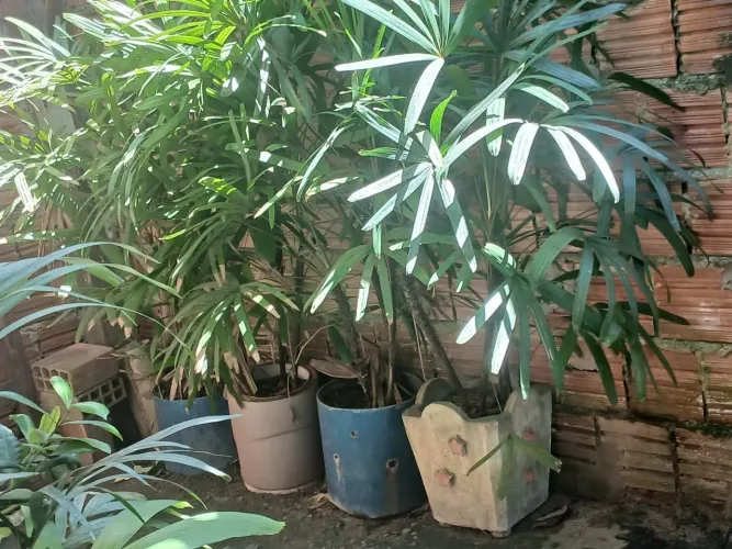 Planta ornamental Palmeiras Rafis/Ráfia Vaso grande