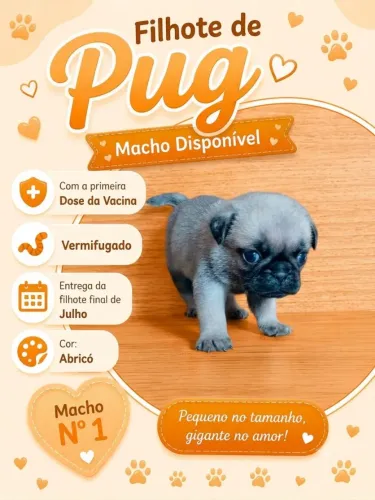 Vendo Filhote de Pug Original