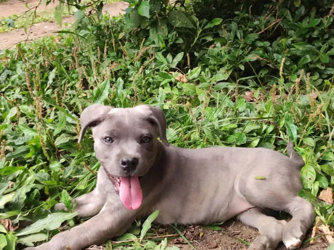 Cane Corso fêmea com pedigree