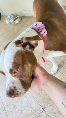 Pitbull Adoção Responsável
