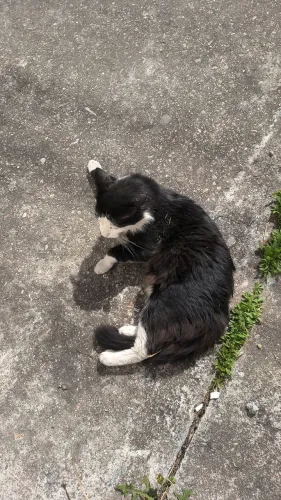 Doação de gatinho