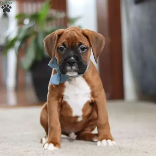 Boxer Macho/Fêmea - Leve Hoje