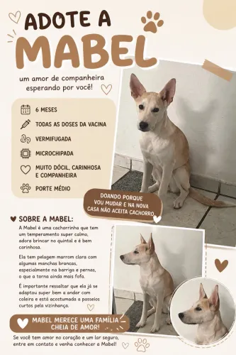 Doação responsável