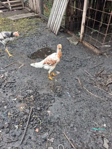 Galo índio 