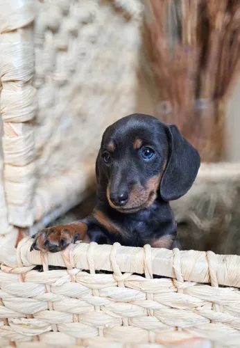 Dachshund Basset Teckel