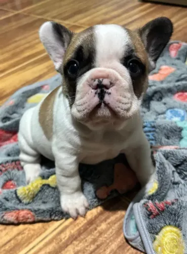 Bulldog francês Machos