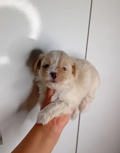 SHIH-TZU EM MURIAÉ| LINHAGEM CREME,MARROM E PRETO<br>