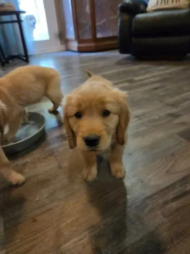 Filhotes de Golden Retriever | Leve felicidade para casa!