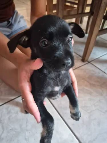 Filhote macho para adoção