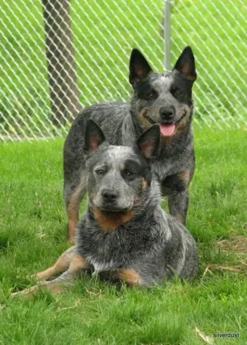 BLUE heeler 