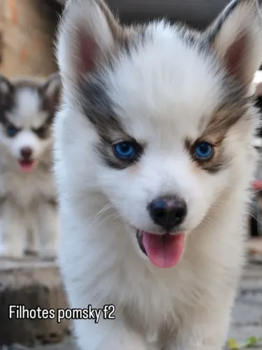 Pomsky F2. Envio disponível.
