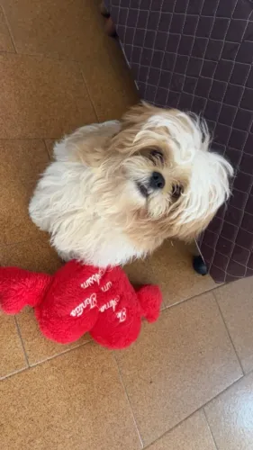 Cachorro