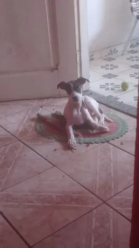 Estou procurando meu cachorro . Recompensa quem acha meu cachorro ou devolve ele