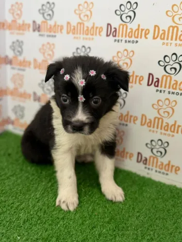Border Collie Fêmea 