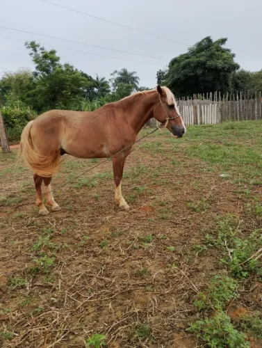 Cavalo Manso de Sela + Arreios Completos de Brinde
