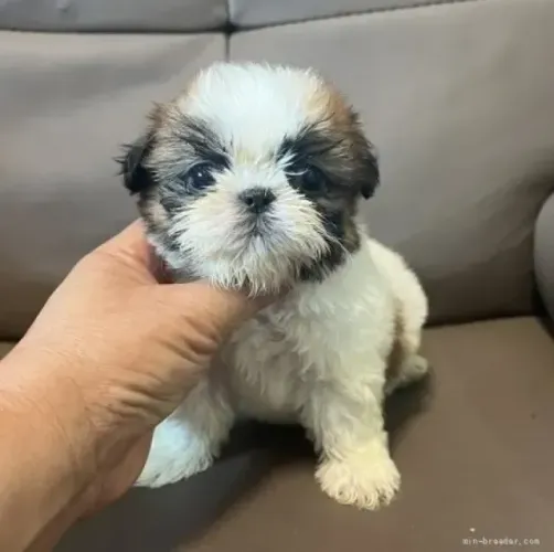 Baby Shih tzu/ shihtzu saudáveis e brincalhões