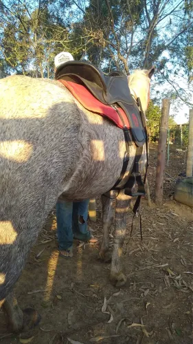 Cavalo mestiço