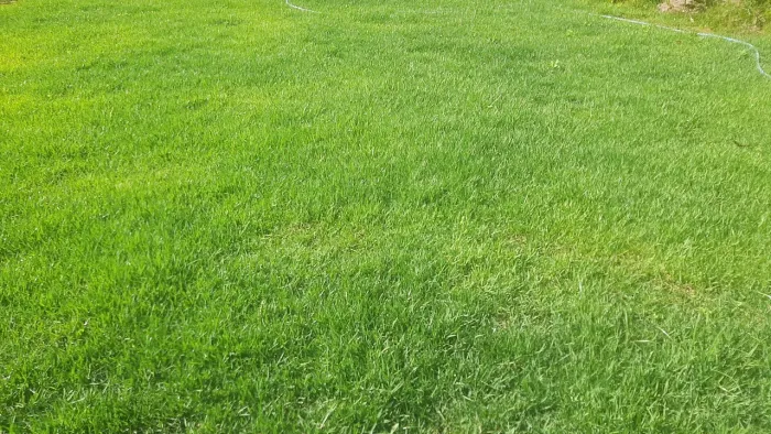 Grama esmeralda