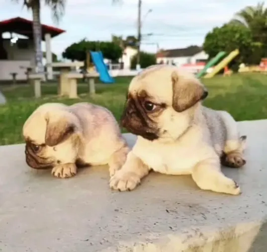 Pug abricot