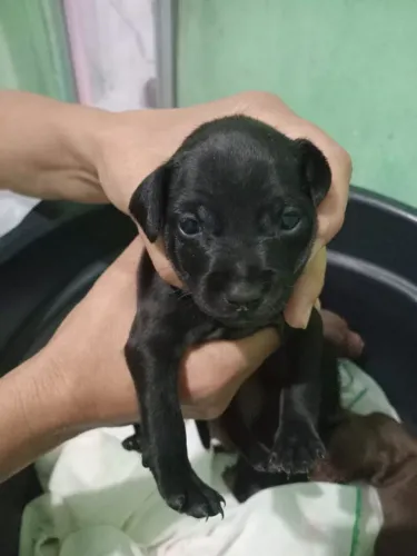 Vendo esse pincher.macho. 