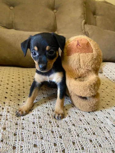 Filhote de pinscher fêmea 