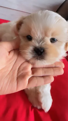 Filhotes de shih tzu