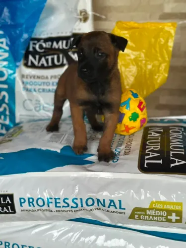Pastor belga malinoá disponível 