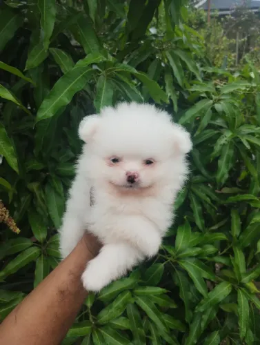 Lulu da Pomerânia Anão Macho