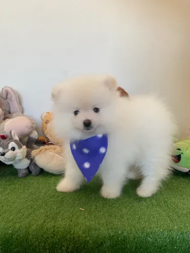 Spitz Alemão 