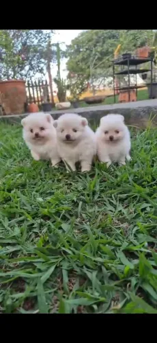 Lulu da Pomerânia / Spitz Alemão