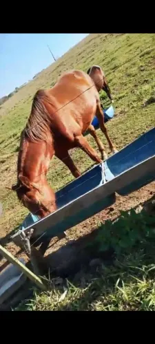 Vendo Cavalo