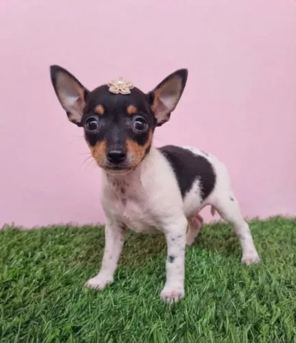 Pinscher Fêmea Princesinha