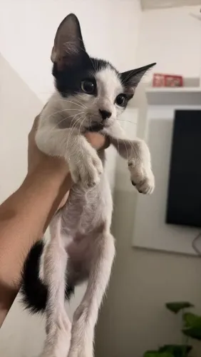 Doaçao de gato 