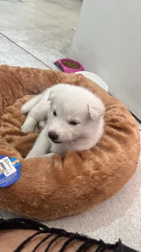 Filhote de husky siberiano macho