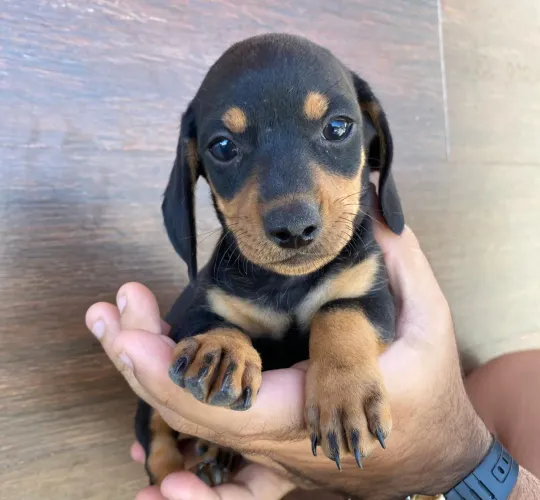 Filhotes de dachshund miniatura (macho)