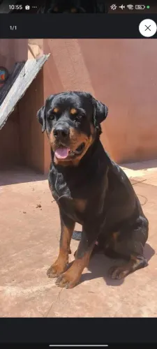 Rottweiler macho adulto 2 anos promoção