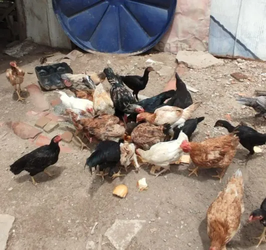 Vende-se galinha caipira