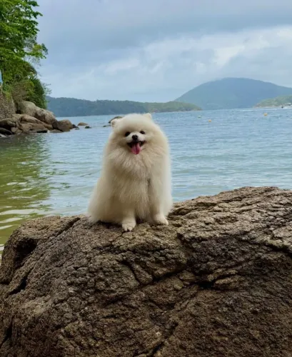 Pequeno no tamanho, gigante na personalidade: o Spitz alemão conquista qualquer coração.