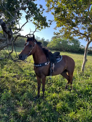 Égua