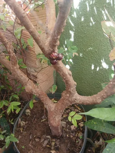 Pe de jabuticaba 