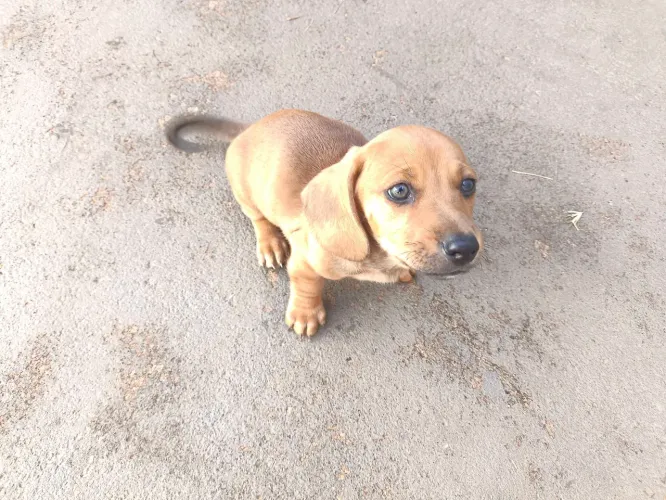 Vendo Salsichinha Puro