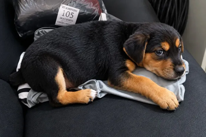 Doação filhote de cachorro fêmea 3 meses !