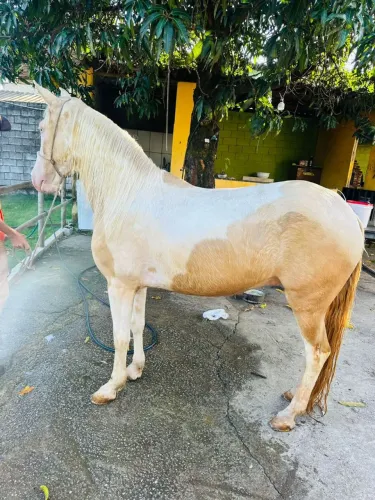 Vendo cavalo manga larga machador